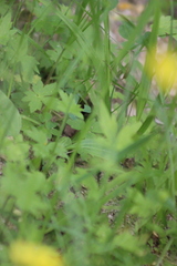 Ranunculus propinquus subborealis