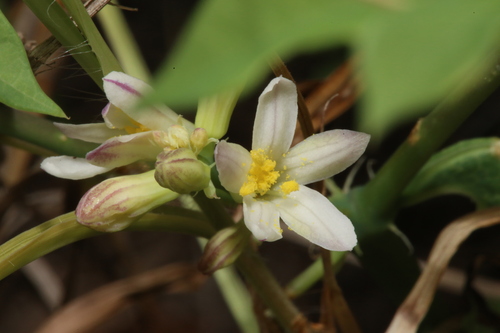 Walker's manihot (Manihot walkerae)