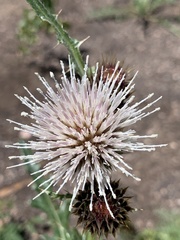 Cirsium centaureae