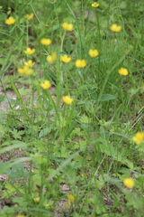 Ranunculus propinquus subborealis