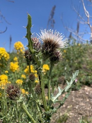 Cirsium centaureae