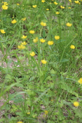 Ranunculus propinquus subborealis