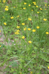 Ranunculus propinquus subborealis