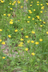 Ranunculus propinquus subborealis