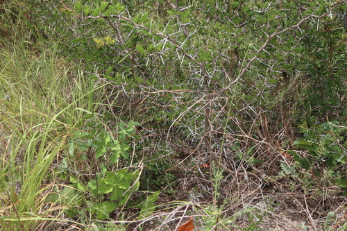 Image of Manihot walkerae by (c) Reid Hardin, some rights reserved (CC BY)