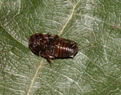 Colopterus maculatus