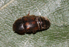 Colopterus maculatus