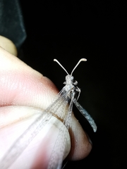 Neuroleon ochreatus