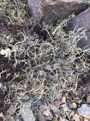 Alectoria ochroleuca