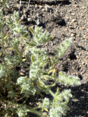 Cryptantha ambigua