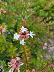 Abelia