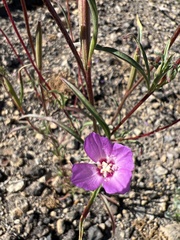 Clarkia lassenensis