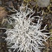 Whiteworm Lichen - Photo (c) Bruce Bennett, some rights reserved (CC BY-NC)
