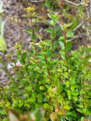 Abelia