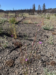 Clarkia lassenensis