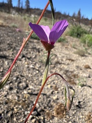 Clarkia lassenensis