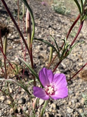 Clarkia lassenensis