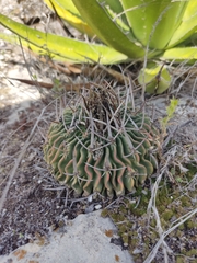 Echinofossulocactus crispatus