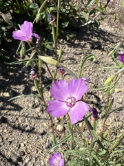 Clarkia lassenensis