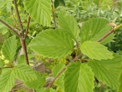 Viburnum alabamense