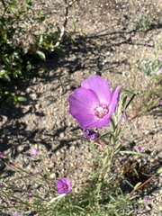Clarkia lassenensis