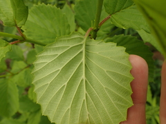 Viburnum alabamense