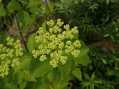 Viburnum alabamense