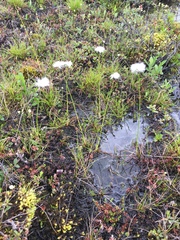 Eriophorum scheuchzeri