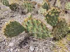 Opuntia rastrera