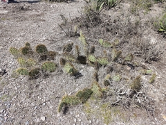 Opuntia rastrera