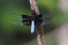 Thermorthemis madagascariensis