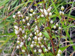 Swertia macrosperma