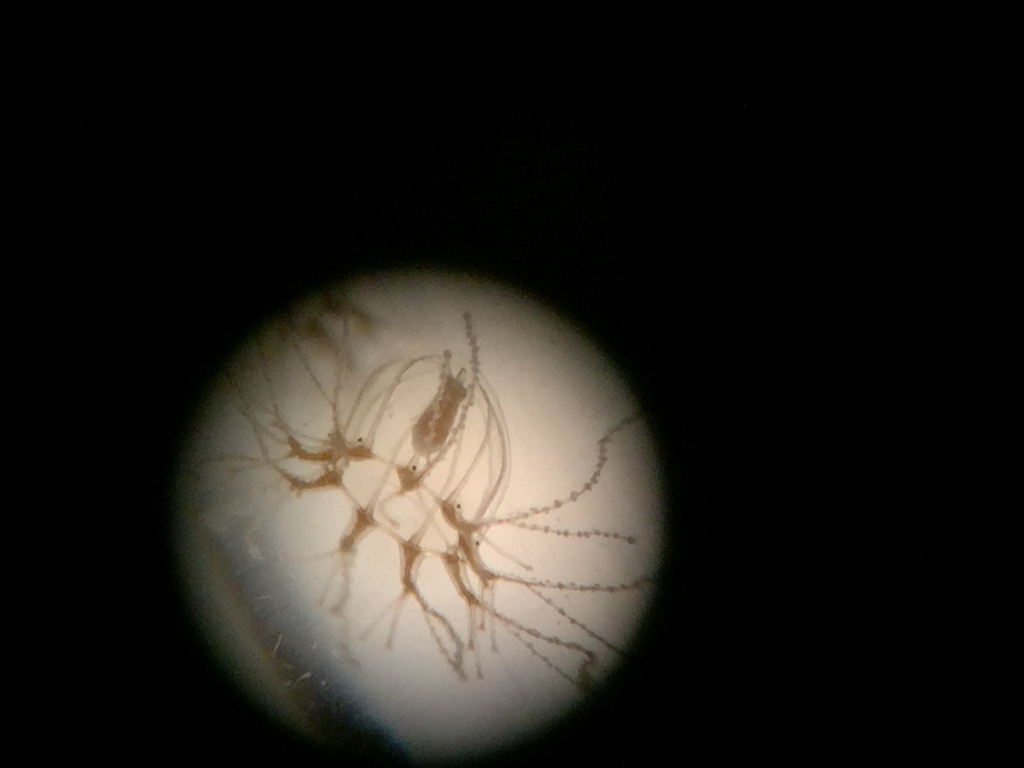Cladonema californicum
