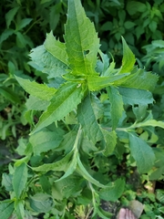 Heliopsis helianthoides