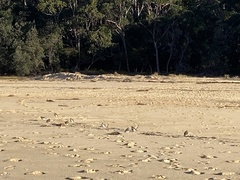 Charadrius bicinctus