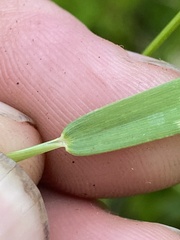 Dichanthelium lucidum