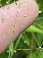 Dichanthelium lucidum
