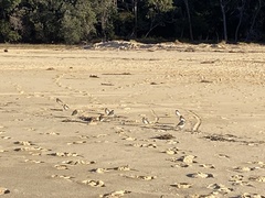 Charadrius bicinctus