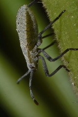 Hypselonotini