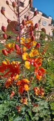 Caesalpinia pulcherrima