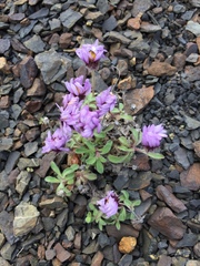 Erigeron denalii