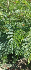 Caesalpinia pulcherrima