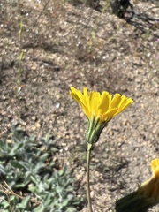Hieracium nudicaule