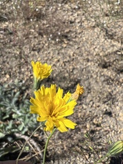 Hieracium nudicaule