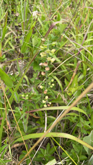 Scutellaria integrifolia