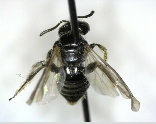 iNaturalist observation photo of Panurginus