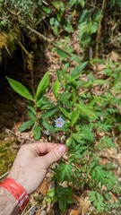 Solanum longiconicum
