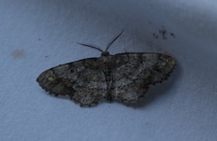 Hypagyrtis piniata