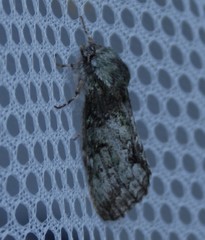 Macrurocampa marthesia