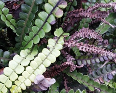 Blechnum blechnoides